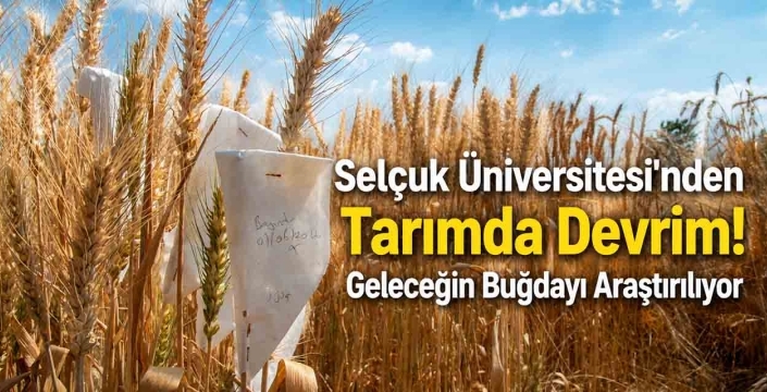 Selçuk Üniversitesi'nden Tarımda Devrim! Geleceğin Buğdayı Araştırılıyor