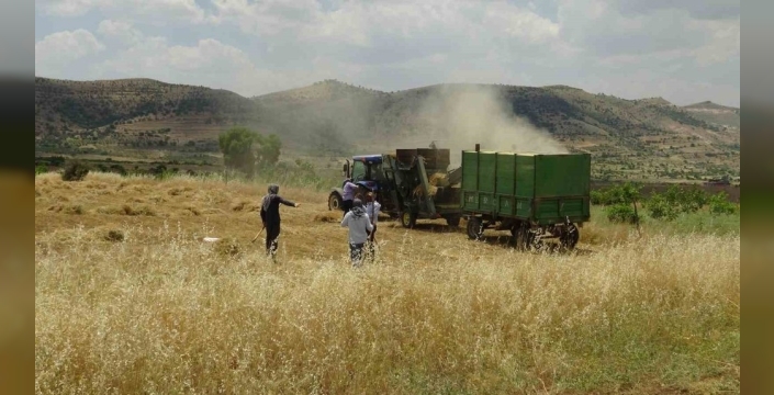 Sıcağa inat, Gercüş'te hasat şenliği: Oyun havalarıyla mercimek biçiliyor!