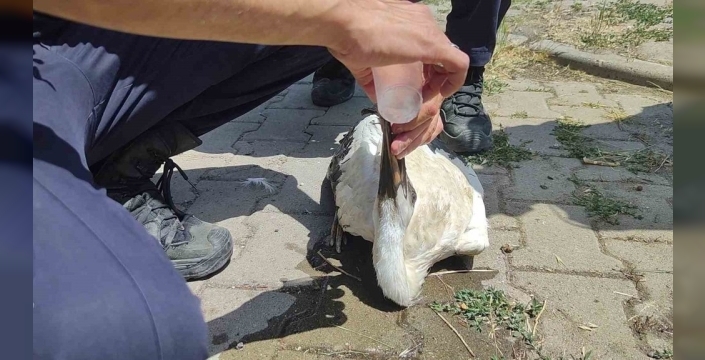 Sıcak çarpması geçiren leyleğin kurtarılma hikayesi: İtfaiye seferber oldu