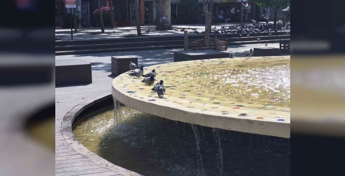 Sıcak havada bunalan kuşlar, Eskişehir'de fıskiyelerin altında serinliyor