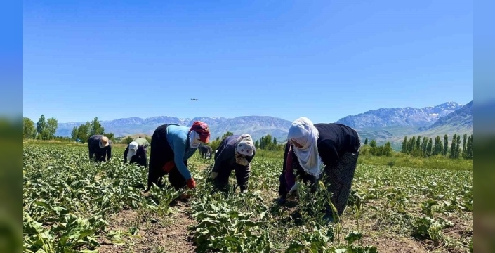 Sıcak havada ter dökerek toprağa can veren kadınlar