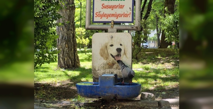 Sıcak havalarda susuz kalan güvercinler, köpekler için bırakılan suyu içti