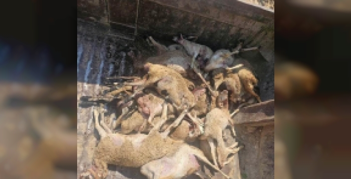 Silifke'de dehşet: Kurtlar ağıla daldı, 29 koyun can verdi