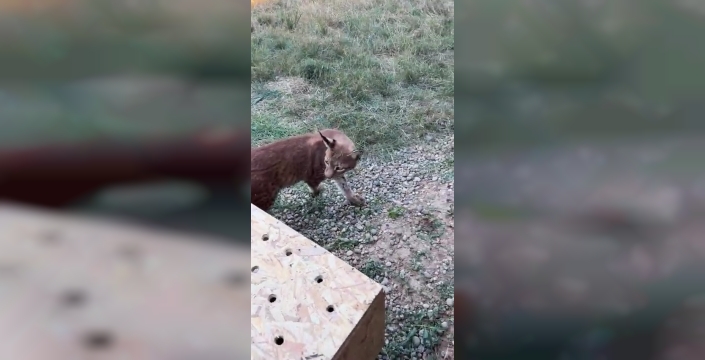 Sınırda şok operasyon: Bagajdan vaşak ve serval çıktı!
