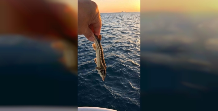 Sinoplu balıkçı, nesli tükenme tehlikesindeki mersin balığını denize geri bıraktı