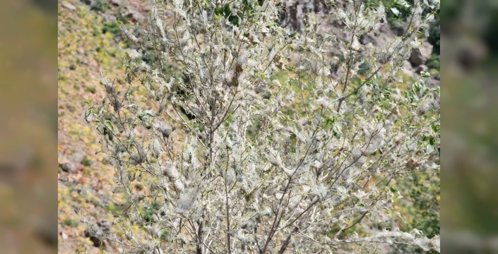 Şırnak'ta tırtıl istilası ağaçları beyaza bürüdü