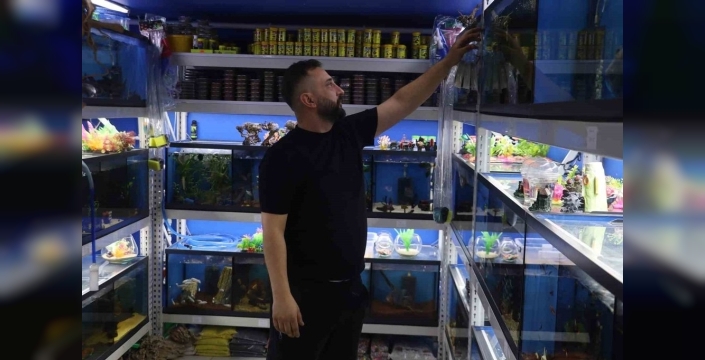 Sivas'ta akvaryum tutkunları egzotik türlere yöneldi