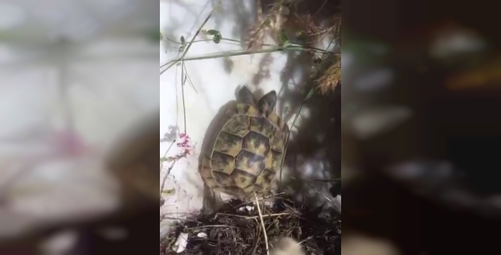 Sivas'ta bir vatandaş, kaplumbağasını ölümden kurtardı