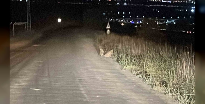 Sivas'ta bir vatandaş, yol kenarında tilki görüntüledi