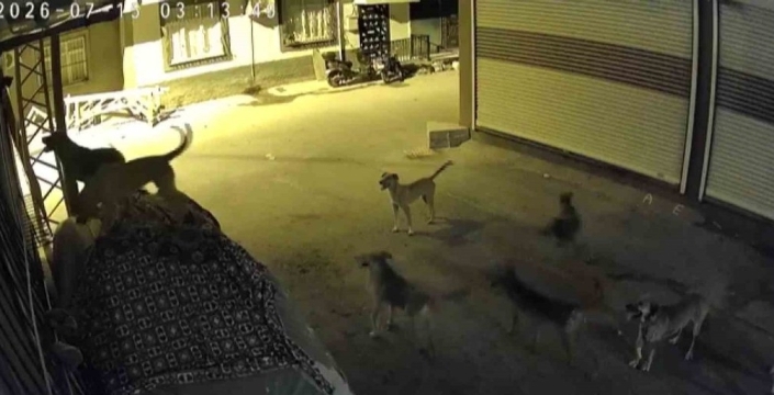Sokak köpekleri paniği: Kedi, pencere demirine tırmandı