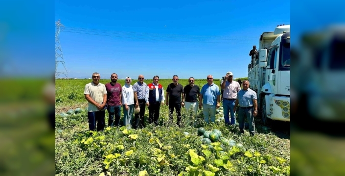 Tarsus’taki tropical sunshine karpuzu, üreticilerin umutlarını artırıyor