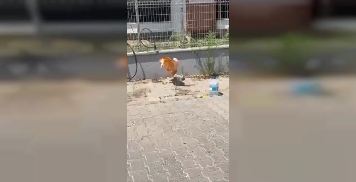 Tekirdağ'da kedi ve yılanın ilginç mücadelesi kameralara yansıdı