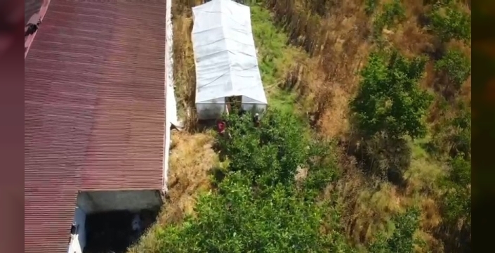 Tekirdağ'da nefes kesen operasyon: Bağ evinden 109 kök kenevir çıktı, şüpheli tutuklandı!