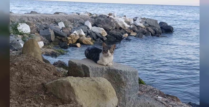 Tekirdağ sahili kavruldu, kediler sahilin yeni hakimi oldu!