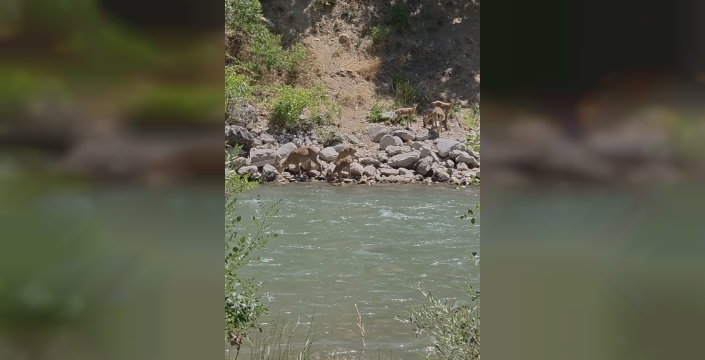 Tunceli'nin saklı hazineleri: Dağ keçileri su başında objektife takıldı