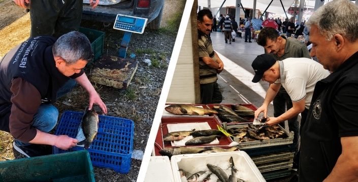 Tutulan balıkların boyları ölçüldü