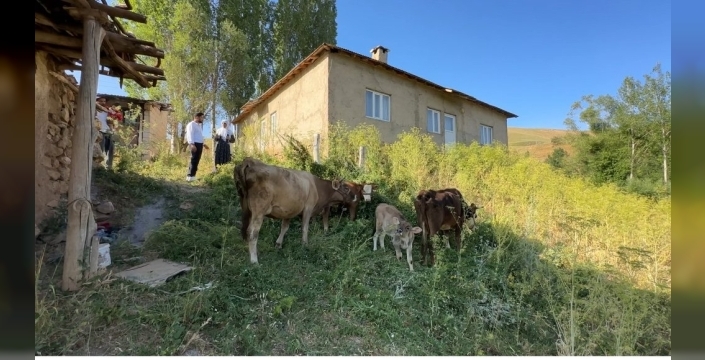 Uçurumdan düşen ineği için gözyaşı döken Ayni teyzeye yardım eli uzandı