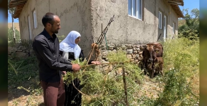 Uçurumdan düşen ineğin ardından gelen mucize: 7 inek, 5 buzağı!