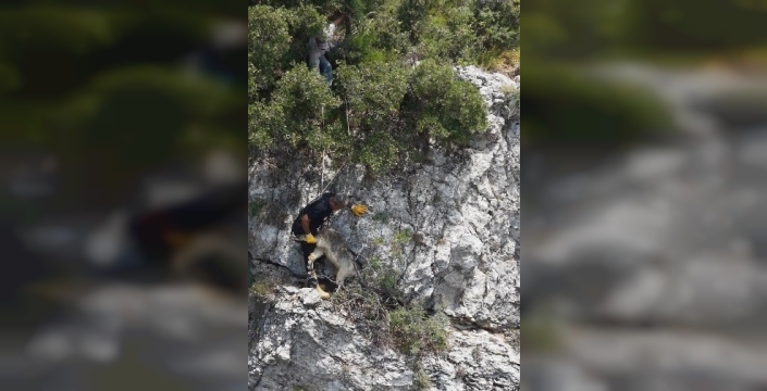 Uçurumdan Gelen Çığlıklar Dinliyor: İtfaiye Ekiplerinden Nefes Kesen Keçi Kurtarma Operasyonu