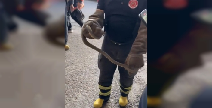 Yalova'da feribottan inen araçta yılan paniği