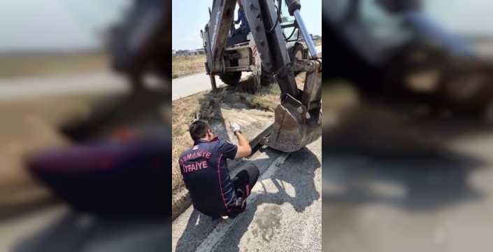 Yavru kedi mazgalda mahsur kaldı, itfaiye kurtardı