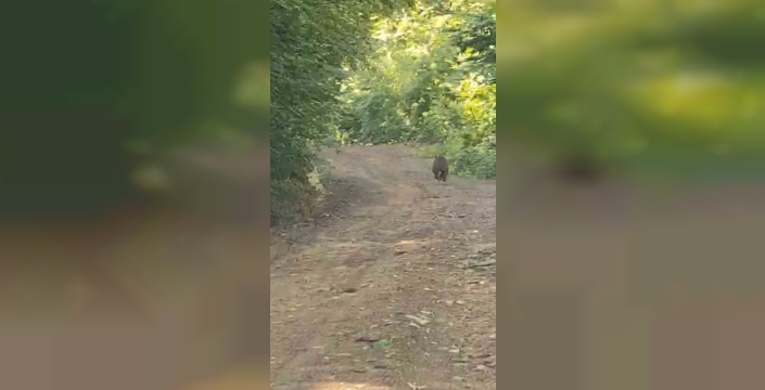 Yaylaya giderken ayı ve yavrularıyla karşılaştılar