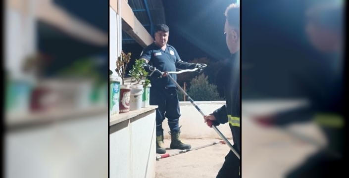 Yılanlar şehre indi, itfaiye kurtardı!