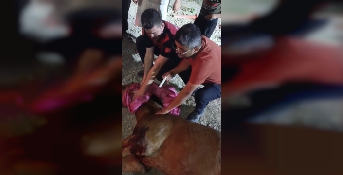 Yolcu minibüsü başıboş ata çarptı, at 'Haybulans' ile tedaviye alındı