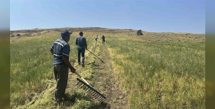 Yozgat'ta mercimek hasadı başladı, çiftçiler yüzlerini güldürüyor