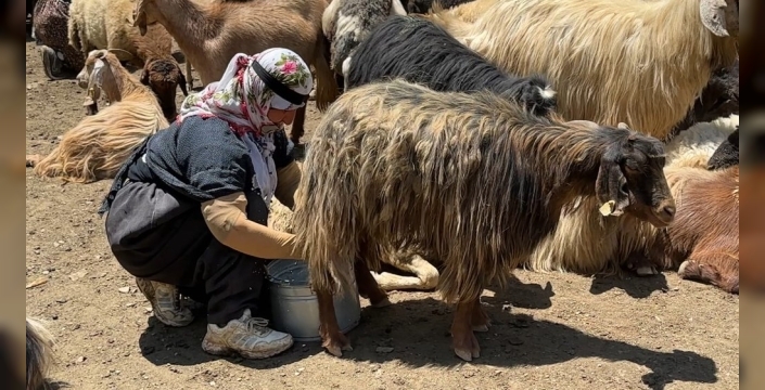 Yüksekova'da Berivanlar Güneşin Altında Süt Sağma Mesaisinde: Zorlu Yayla Hayatı Gözler Önünde
